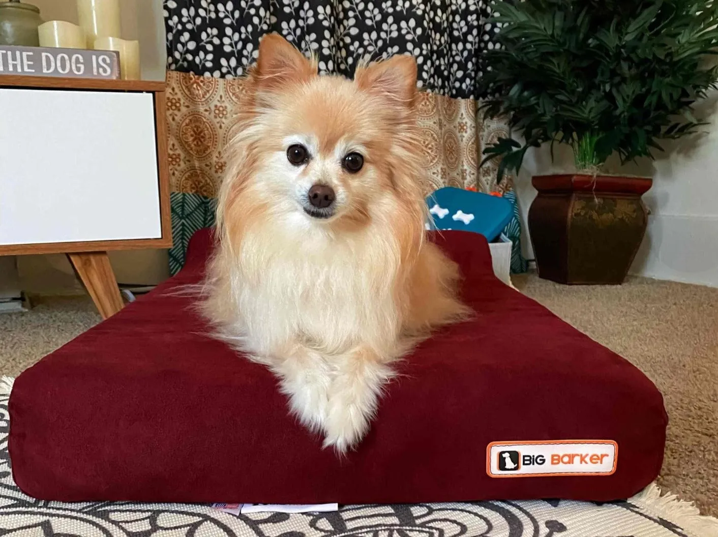 Barker Junior