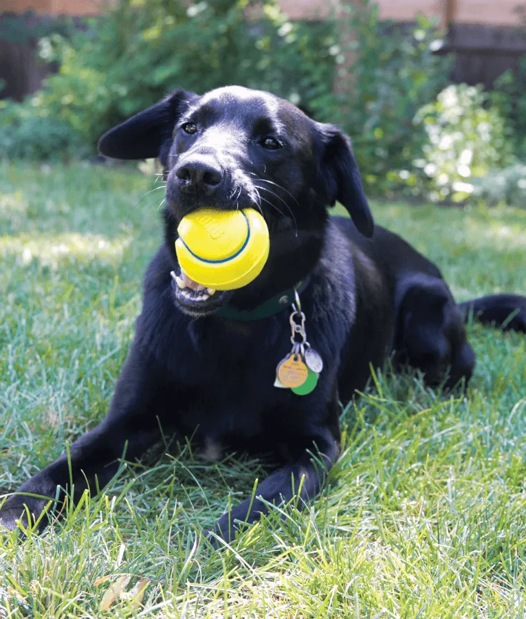 Kong - Squeezz Tennis Bulk Ball