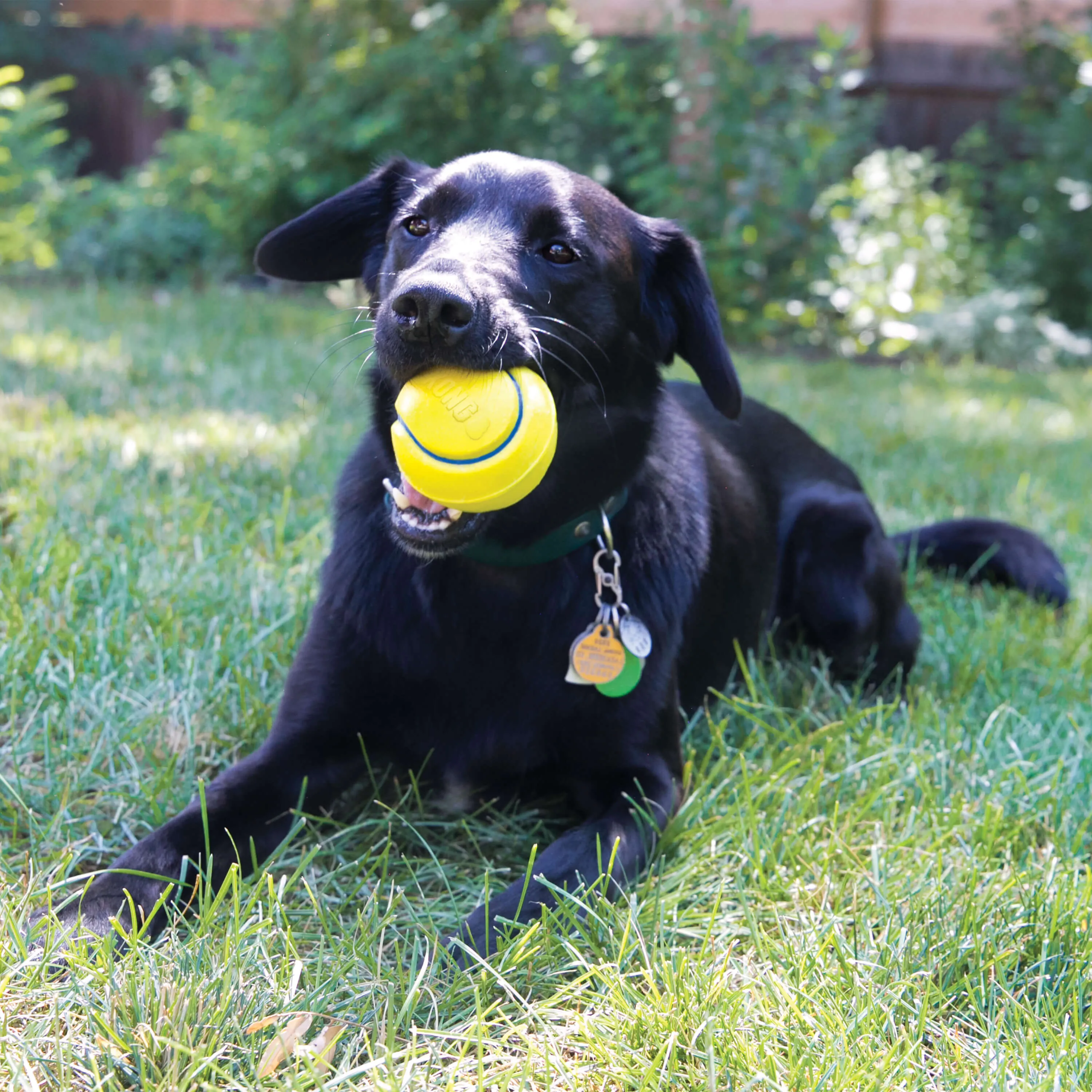 KONG - Squeezz Tennis (For Dogs)