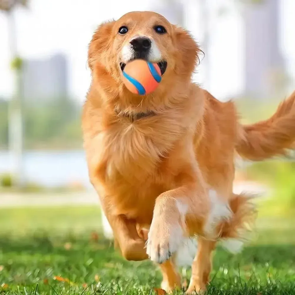 Pet Fetch Ball Dog Chew Toys
